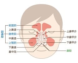副鼻腔の画像
