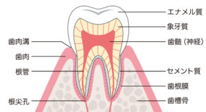 阿倍野区　歯医者　歯の構造　セメント質